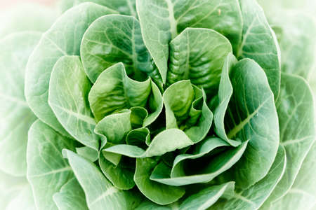 Fresh green salad background in the gardenの写真素材