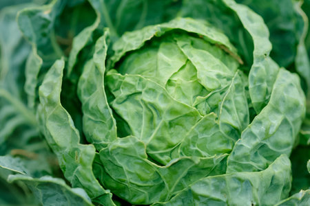 close up of fresh cabbage in the vegetable garden