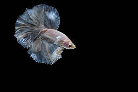 moving moment of white siamese fighting fish isolated on black backgroundの写真素材