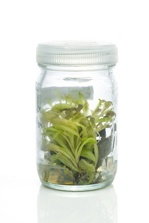 Sundew (Carnivorous Plant),Plant tissue culture in the laboratory on whiteの写真素材
