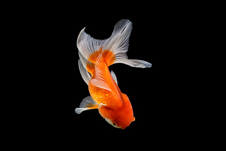 Oranda gold fish isolated on black backgroundの写真素材
