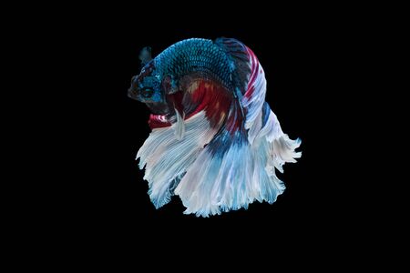 Moment of betta fish, siamese fighting fish isolated on black backgroundの写真素材