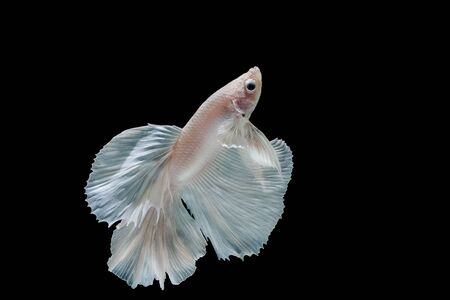 Moment of betta fish, siamese fighting fish isolated on black backgroundの写真素材