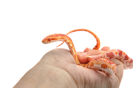 Corn snake wrapped around woman handの写真素材