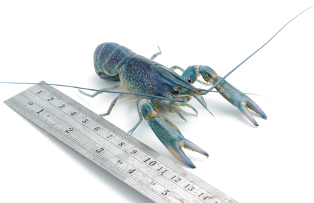 Crayfish with a measuring ruler on white backgroundの写真素材