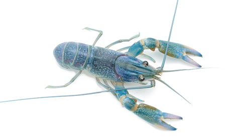 Blue crayfish - Fresh water Lobster on white backgroundの写真素材