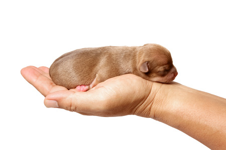 Sleeping newborn Chihuahua puppies in the caring handsの写真素材