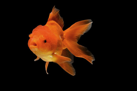 orange gold fish isolate on background