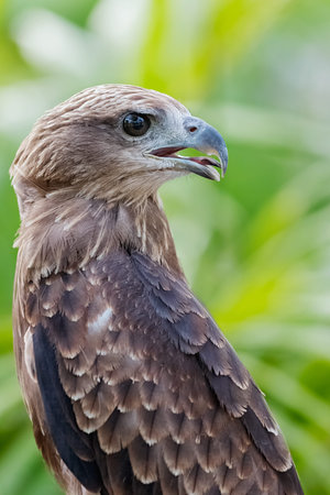 Close up of a red hawk on natural environment