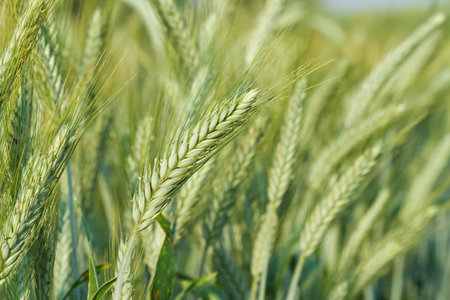 Closeup green wheat growing in a wheat field