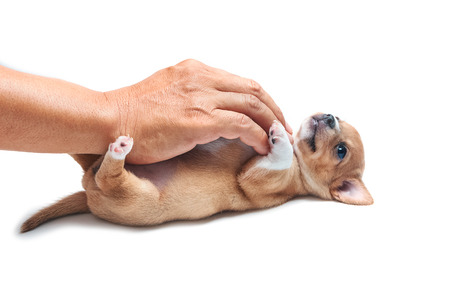 Chihuahua puppy play with  hand on whiteの写真素材