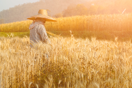 Farmer is working on the green wheat fieldの写真素材