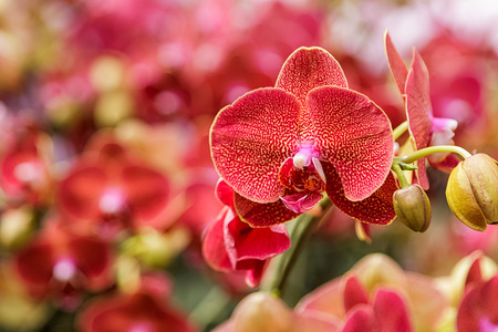 Phalaenopsis,beautiful red flowers bloom in the gardenの写真素材