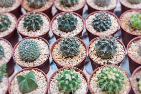 Variety of small beautiful cactus in the potの写真素材