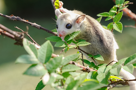 little platinum mosaic  sugar-glider in the branchの写真素材