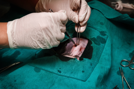 veterinarians dog sterilization surgeryの写真素材
