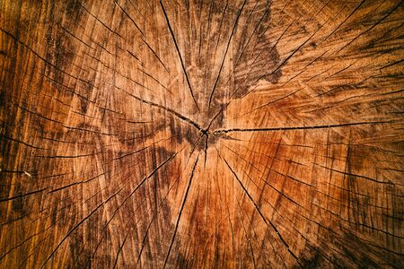 Wood cut texture tree trunkの写真素材