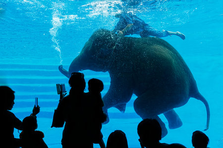 Silhouettes of people to see Asian elephant swimming underwater in Aquariumの写真素材