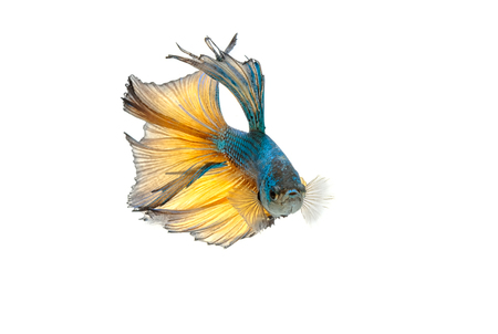 beautiful fighting fish motion on white backgroundの写真素材