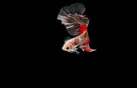 Betta fish, siamese fighting fish, betta splendens isolated on black background