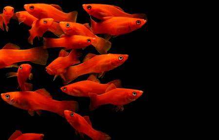 Molly fish ( Poecilia latipinna ) Aquarium fishの写真素材