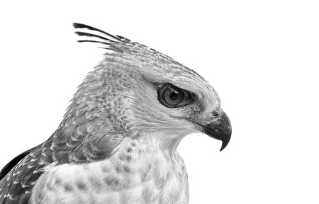 Portrait of the face of the crested Goshawk