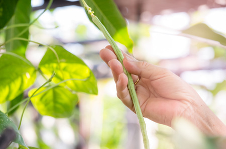 Closeup hand kept long beans in the garden.の写真素材