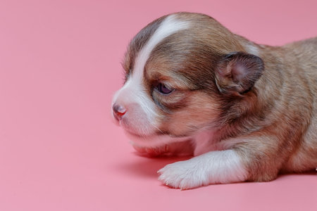 portrait of newborn chihuahua puppy on pink backgroundの写真素材