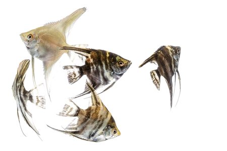 Angelfish (Pterophyllum) isolated on white backgroundの写真素材