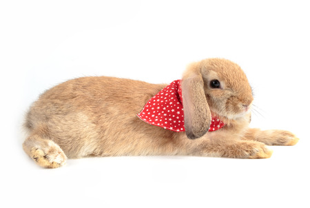 Cute french Lop rabbit lying on white backgroundの写真素材