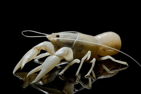 Crayfish Procambarus Clarkii Ghost on black background.の写真素材