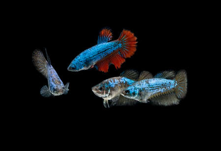 Siamese fighting fish haft moon female on black backgroundの写真素材