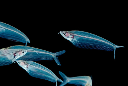 Ghost catfish, glass catfish,Kryptopterus minor ,isolate on black backgroundの写真素材