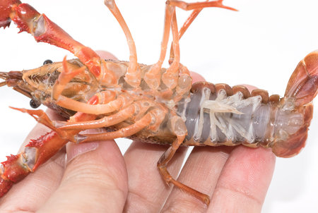 Crayfish cherax destructor,Yabbie Crayfish in hand