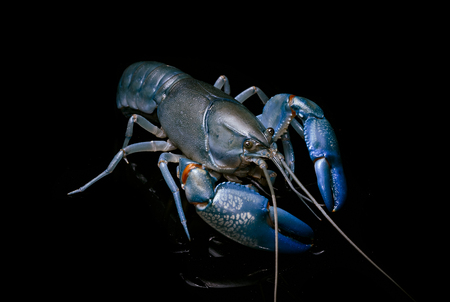 Blue crayfish cherax destructor,Yabbie Crayfish isolate on blackの写真素材