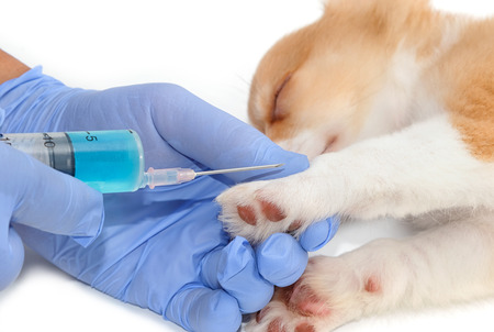 Veterinarian giving injection with syringe in dog pawの写真素材