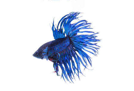 Crown tail fighting fish,siamese fighting fish isolated on whiteの写真素材
