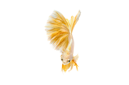 Moving moment of gold siamese fighting fish isolated on white backgroundの写真素材