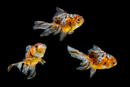 Gold fish isolated on a black backgroundの写真素材