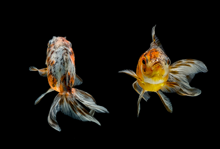 Gold fish isolated on a white backgroundの写真素材