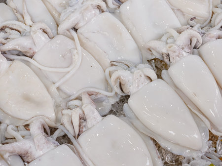 Fresh raw squid in rows in the seafood market.の写真素材