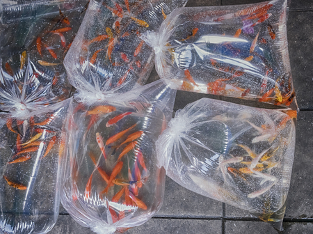 Aquarium fish displayed in plastic bags for saleの写真素材
