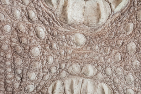crocodile leather , texture and Background の写真素材