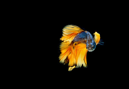 Betta fish, siamese fighting fish "Half moon" isolatedの写真素材
