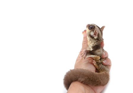 Closeup of sugar glider in woman's handの写真素材