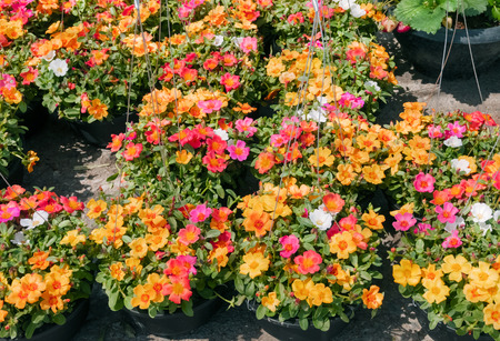 Common Purslane Verdolaga Pigweed Little Hogweed or Pusley flower in a plastic pot.の写真素材