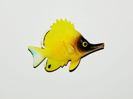 fish isolated on a white backgroundの写真素材