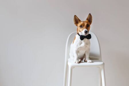 Dog posing on chairの写真素材