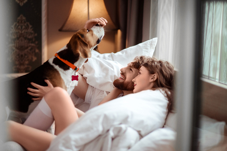 Happy family couple lies in bed, plays with favourite dog, care about animal, spend spare time in cozy bedroom and comfortable bed. Female and man have rest together with pet. Relaxation conceptの写真素材