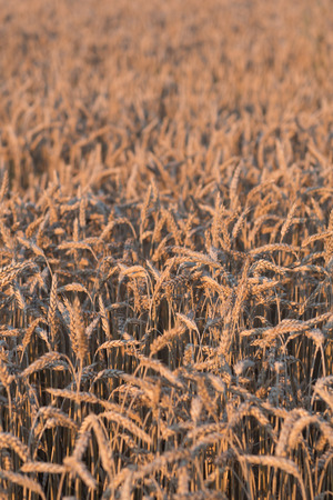 A cornfield in the evening lightの写真素材